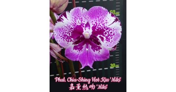 Орхiдея Phal. Chia-Shing Hot Kiss Miki big lip уцінка - купити